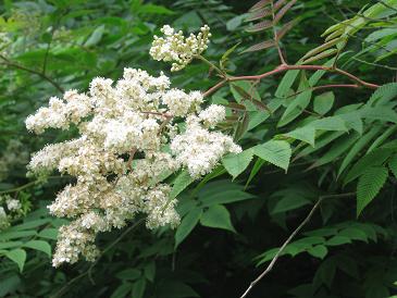 Sorbaria arborea