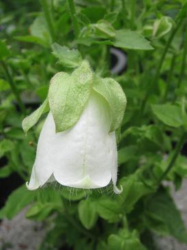 Symphyandra pendula