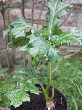 Acanthus mollis 'Alba'  