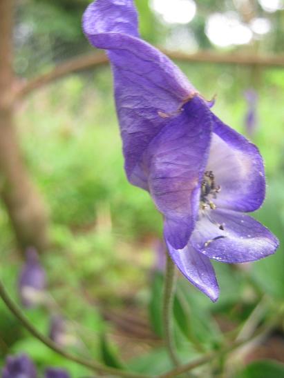 Aconitum austroyunnanense  