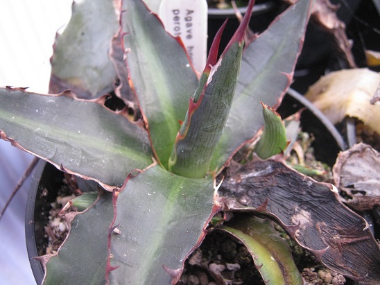 Agave horrida perotensis