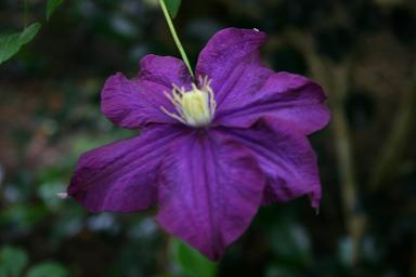 Clematis 'Warsaw Nike' 