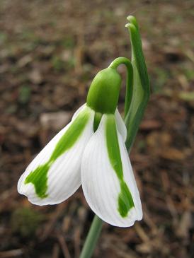 Galanthus Trym