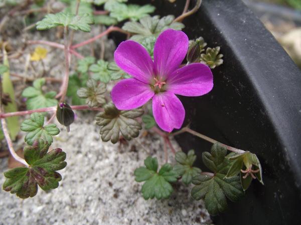 Geranium 'Bertie Crug'  