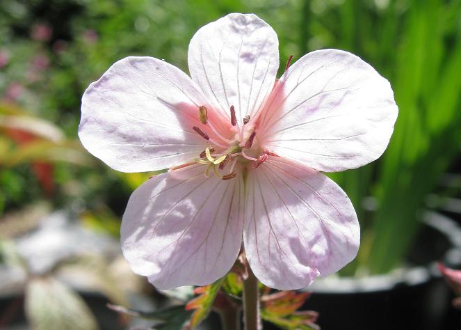 Geranium pratense 'Pink Ghost'  