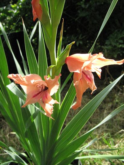 Gladiolus saundersii  